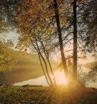 autumn trees